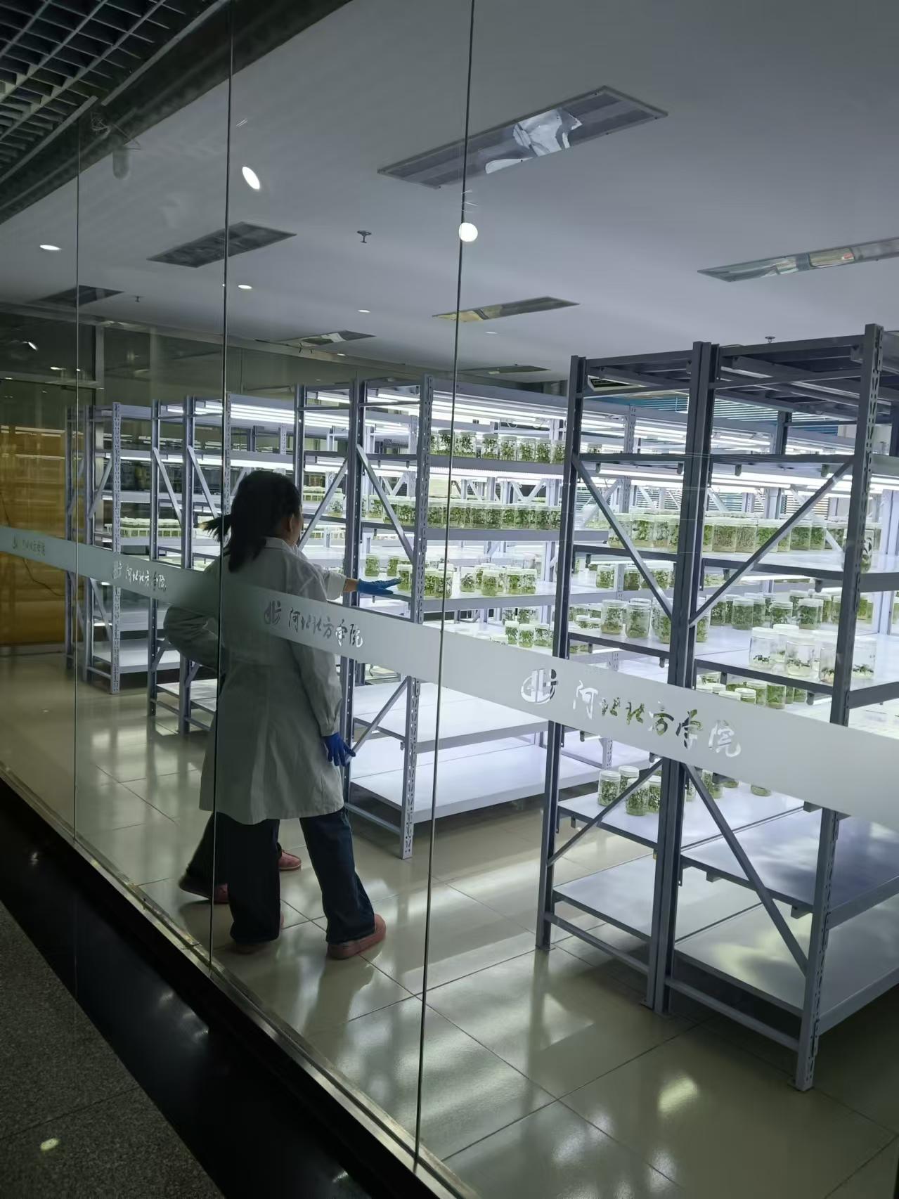 行唐植物组培室设计的基本布局有哪些？